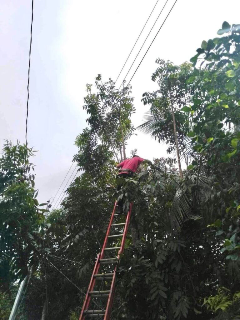 NONECO Maintenance Activity: Massive Line Clearing Activities at Hda. Julie, Brgy. Tinampa-an