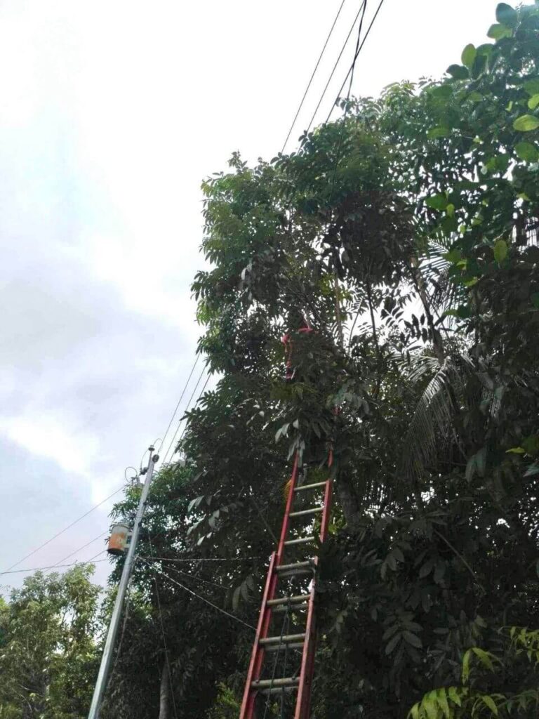 NONECO Maintenance Activity: Massive Line Clearing Activities at Hda. Julie, Brgy. Tinampa-an